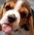 BeaglesRCool's avatar