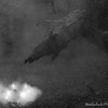 Beelzebubphotography's avatar