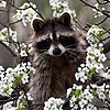 belleabditory's avatar
