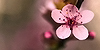 Best-floral-photos's avatar