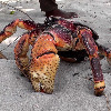 BigCoconutCrab's avatar