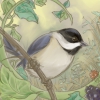 Bird-lore's avatar