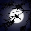 bird-of-night's avatar