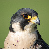 birdman9999's avatar