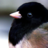 birdmoji's avatar