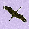 BirdOfRain's avatar