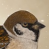 BirdSeedsLtd's avatar