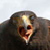 BirdwatchersZone's avatar