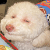 birthdaydogplz's avatar