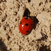black-ladybird's avatar