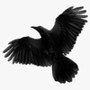 Blackbirdonhigh's avatar