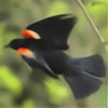 Blackbirdsshadow's avatar