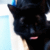 blackcatplz's avatar
