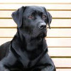 blackdog5958's avatar