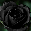 BlackRose7476's avatar