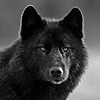 Blackwolf862's avatar