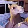 BlankiDoMiNe's avatar