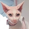 Blazemistwarriorcats's avatar
