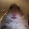 bloo-berry-wovs-papy's avatar