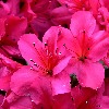 Blossomvalleyadmin's avatar