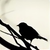 Blue-Eyed-Sparrow's avatar