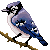 Blue-Jay-Feathers's avatar