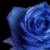 BlueDeathRose's avatar