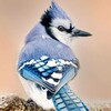 BlueJayRgreatt's avatar