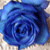 BlueRoseComix's avatar