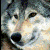 bluntwolf's avatar