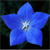 blustar9's avatar