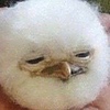 bob4567123's avatar