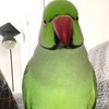 boboisgreen's avatar