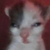 Bocianekpl's avatar