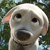 BoltDisneyDog's avatar