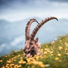 BonesintheYard's avatar