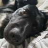BoothGoblin's avatar