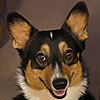bossron's avatar
