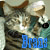 brandeis1's avatar