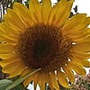 breadednowHELPME's avatar