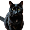 Brit-25's avatar