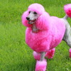 britneypoodle's avatar
