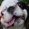 Brooklyngowees's avatar