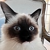 bubbl3puppy's avatar