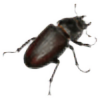 bug's avatar