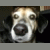 bugdog's avatar