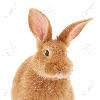 Bunny2132's avatar