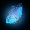 Butterfly0o0o's avatar