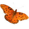 butterfly361's avatar