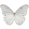 ButterflyArtLover's avatar